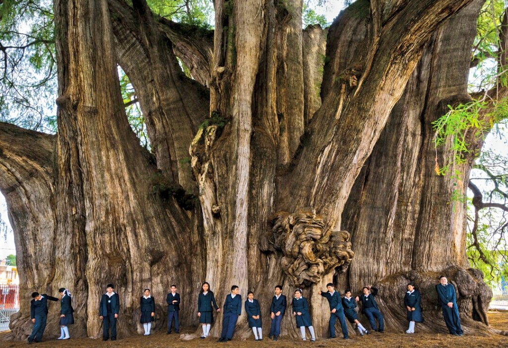 World’s Largest Tree