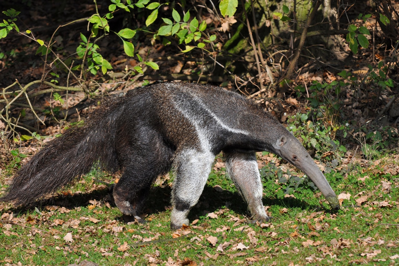 Anteater: The Expert on Insect Control