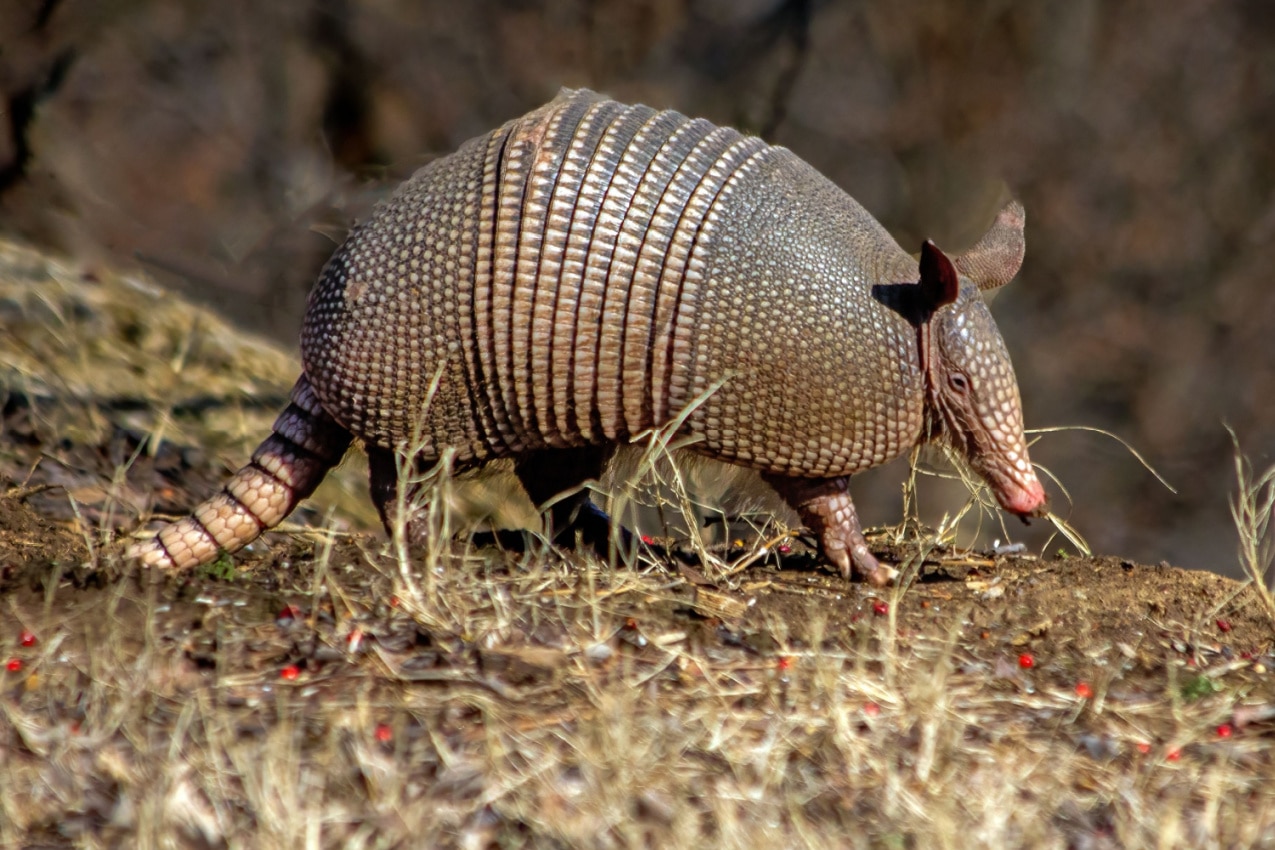 Armadillo The Little Armored One