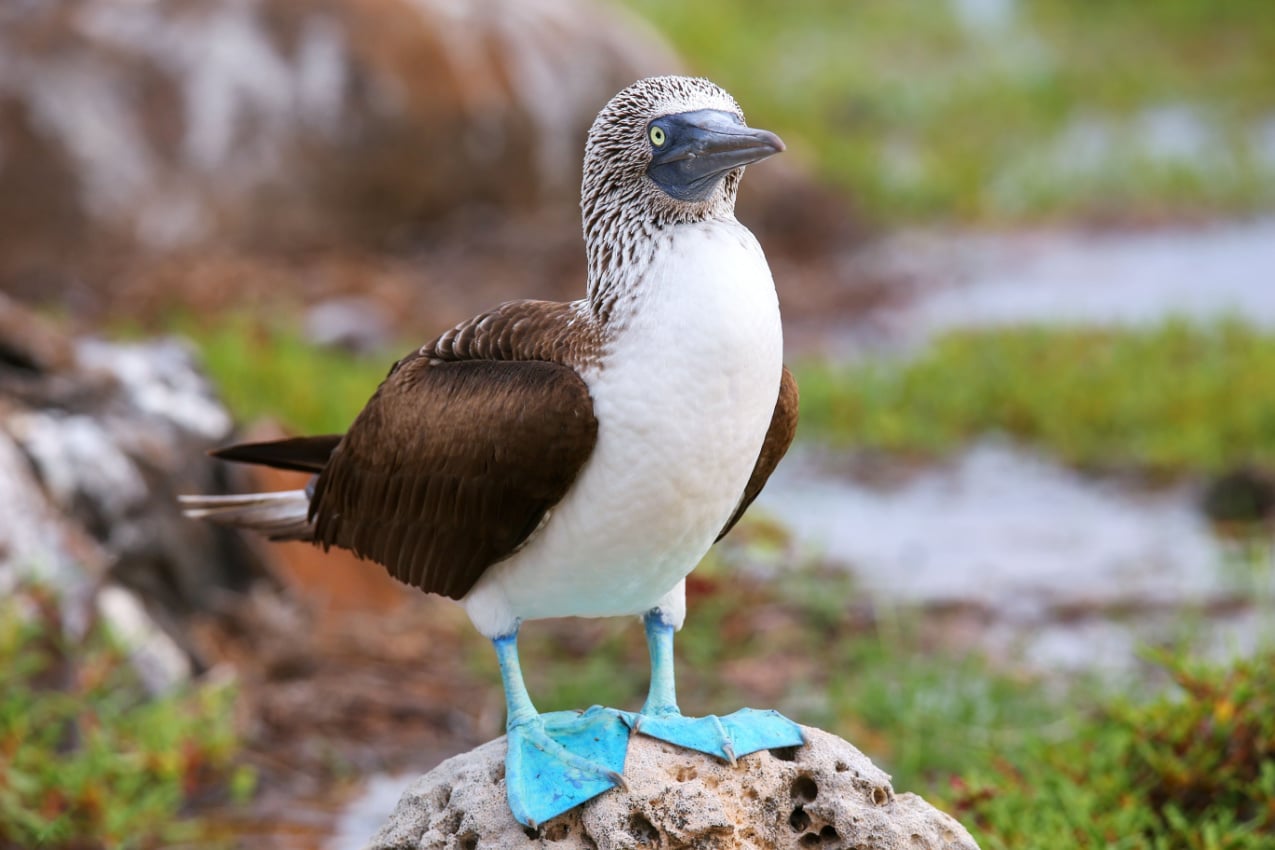 Booby The Charming Blue-Footed Seabird