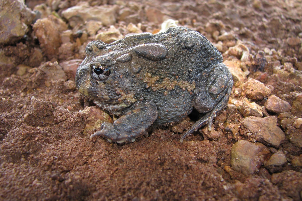 Burrowing Toad The Amphibian Architect of the Soil