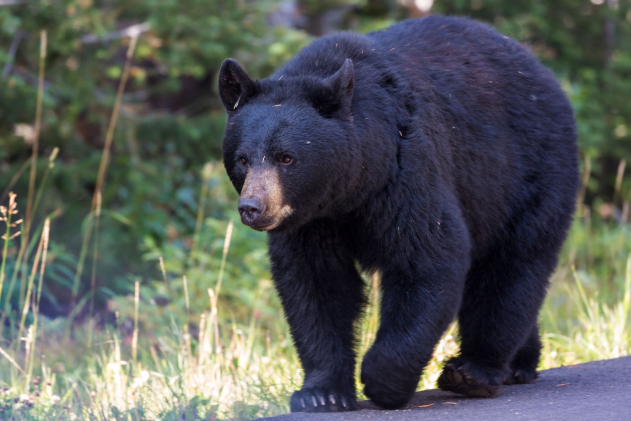 East Mexican Black Bear A Symbol of Strength and Beauty