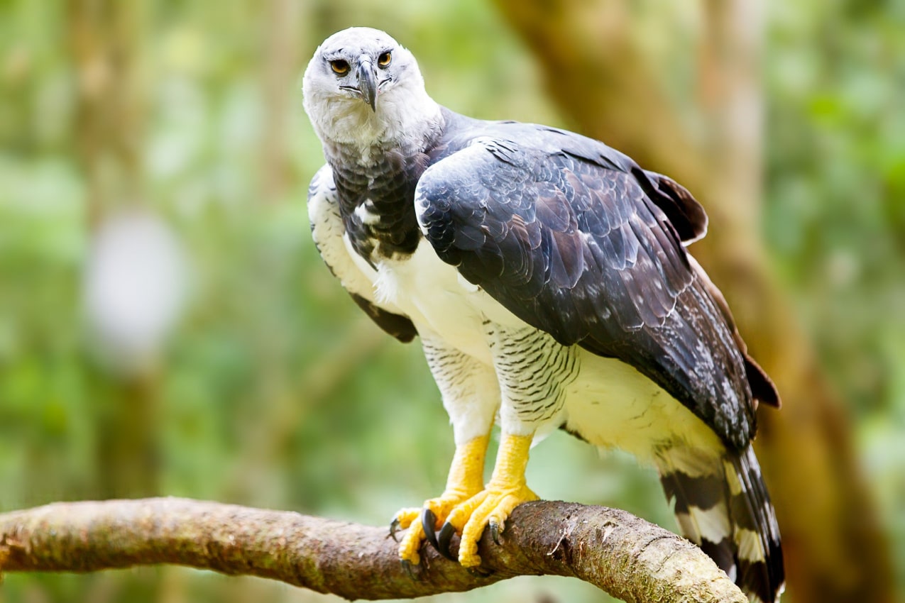 Harpy Eagle Mexico’s Winged Wonder of the Sky