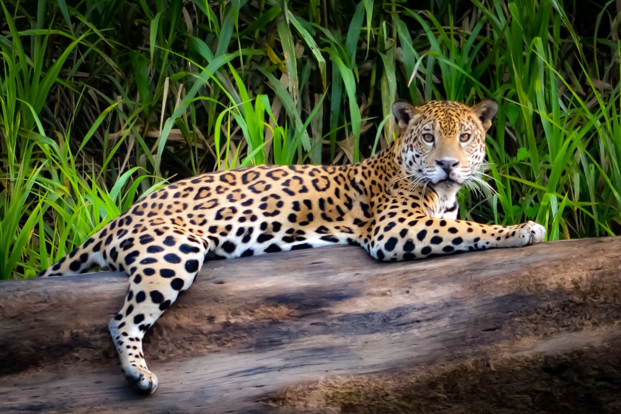  Jaguar The Feline Majesty of the Jungle