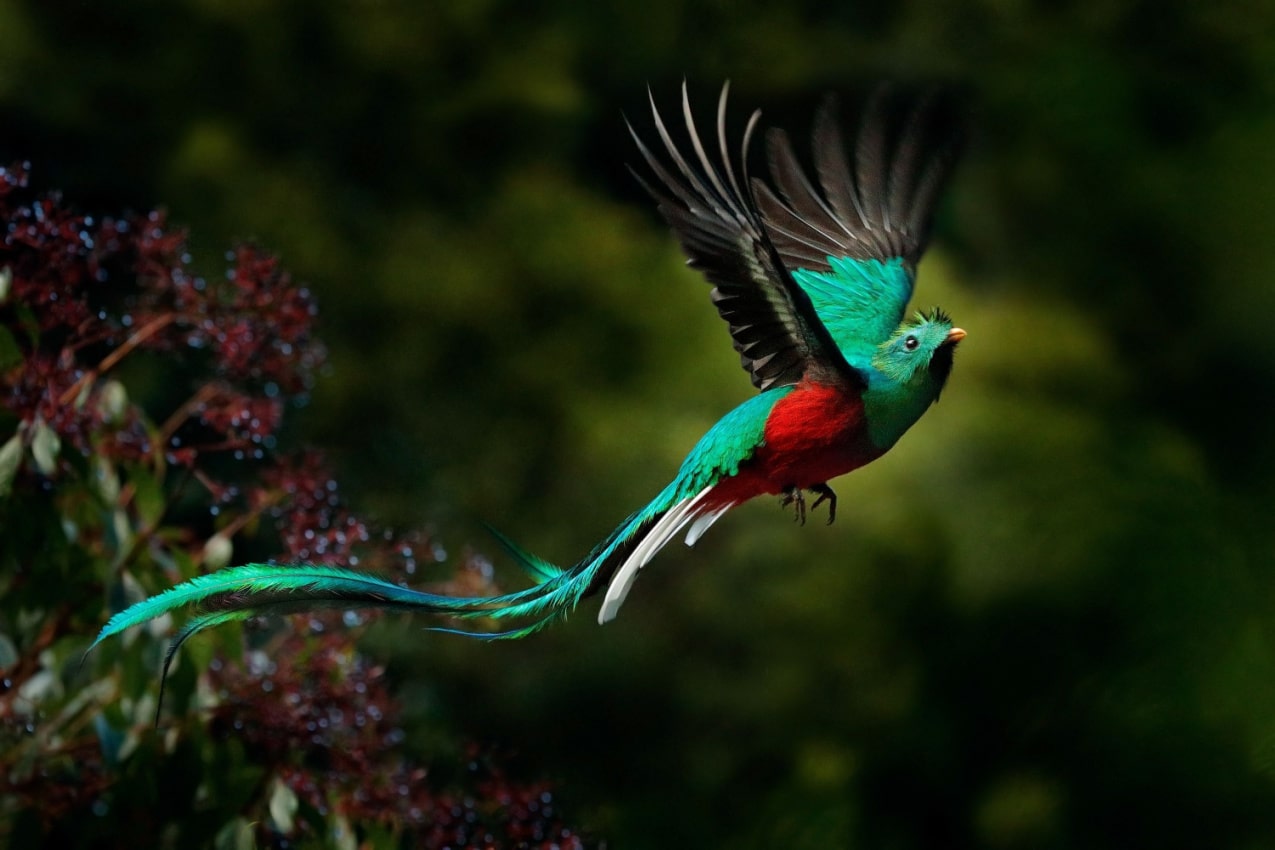 Quetzal The Cloud-Forest Jewel