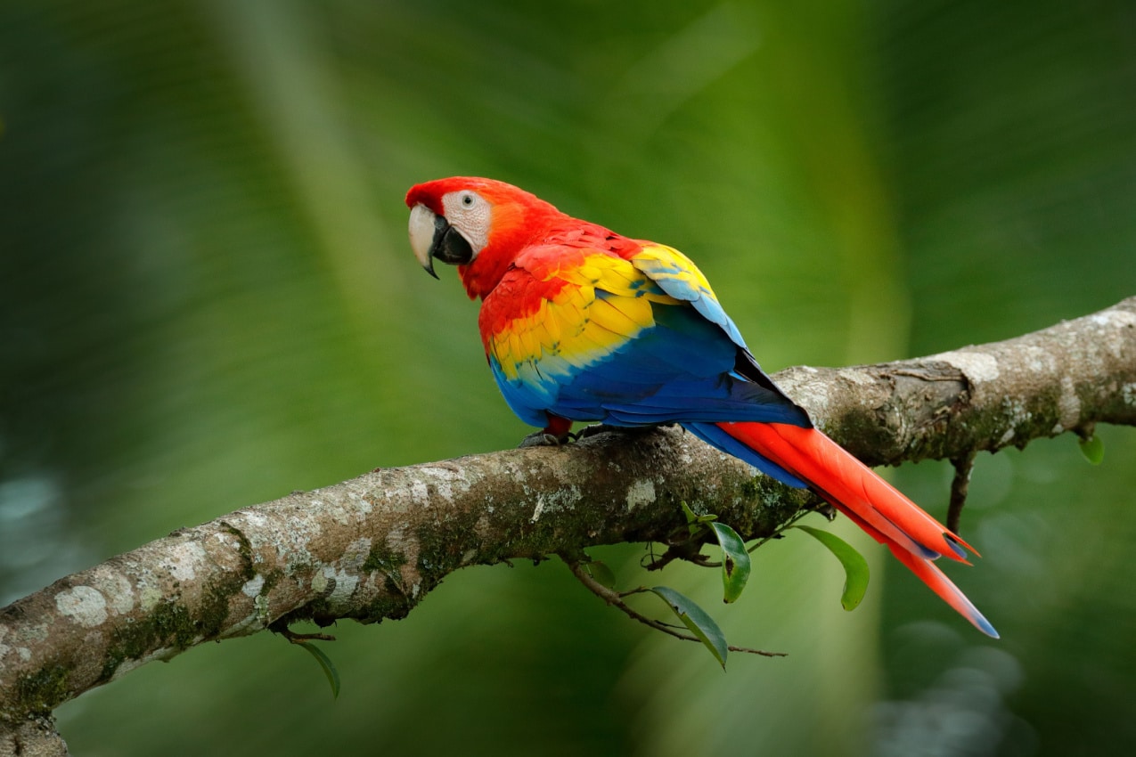 Scarlet Macaw The Avian Jewel of the Tropics