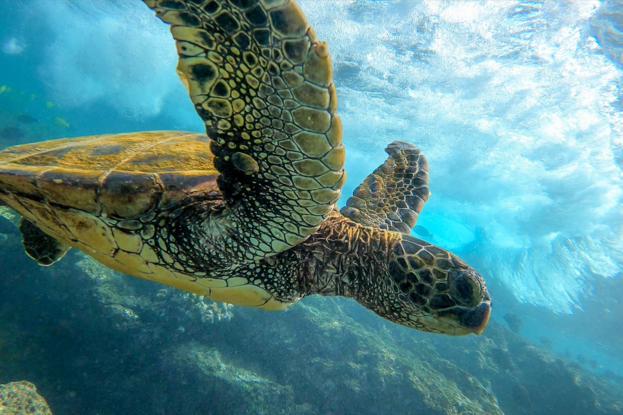 Sea Turtle Nature’s Ancient Mariners