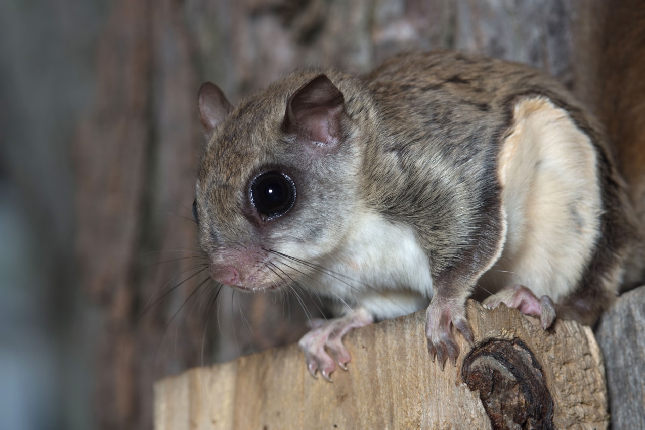 Southern Flying Squirrel The Acrobatic Marvel of the Skies