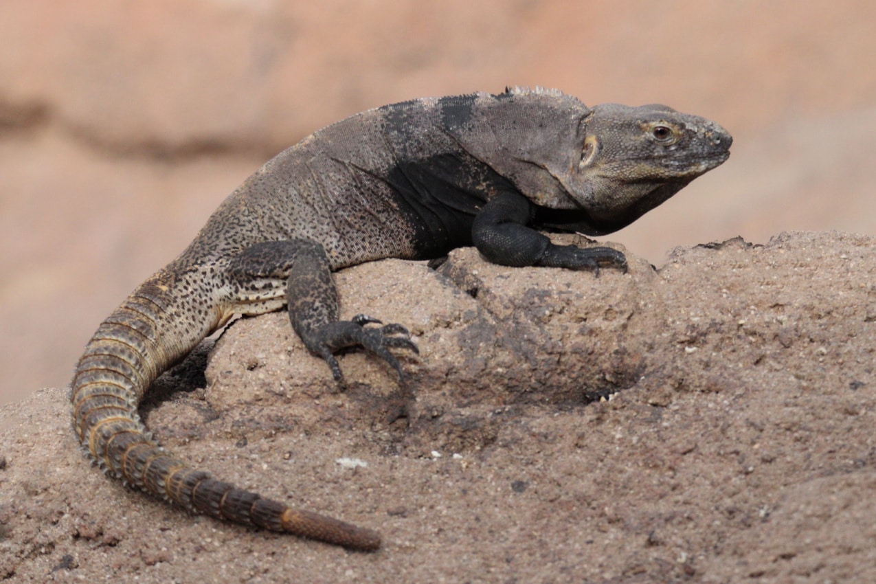 Spiny-Tailed Iguana Desert Dweller With a Prickly Charm