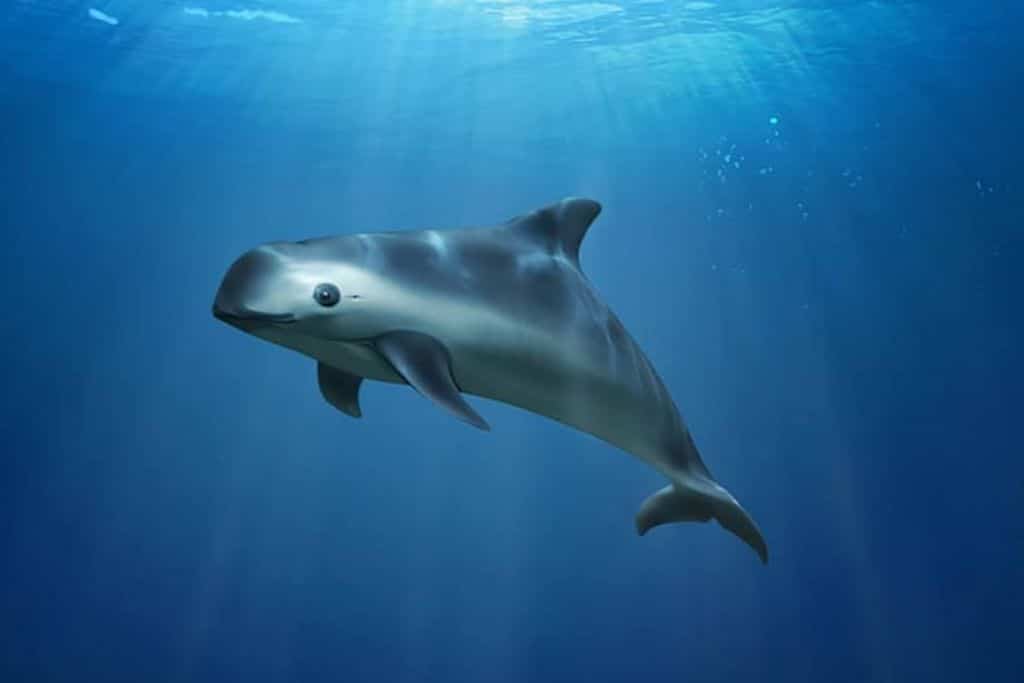 Vaquita: The Rare and Endangered Marine Porpoise