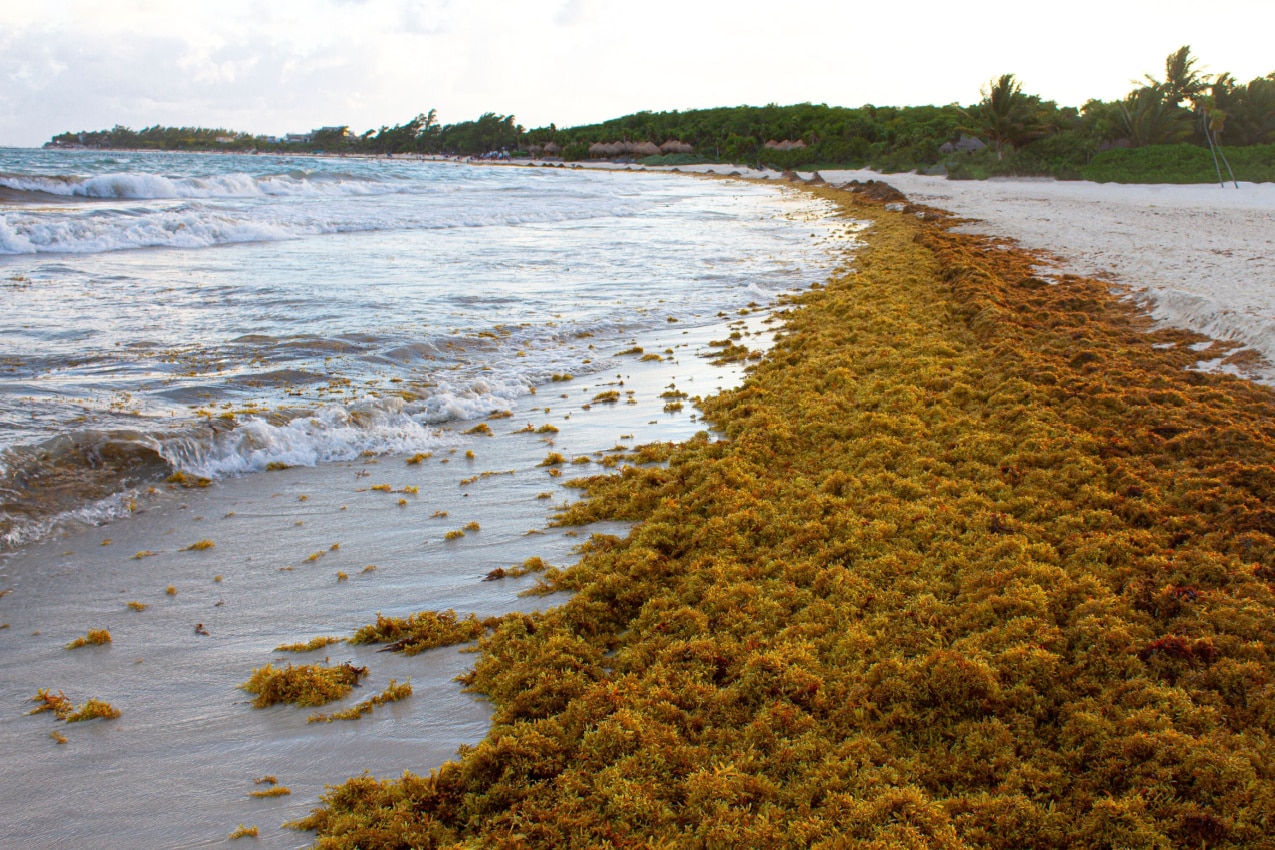 Seaweed Season in Cancun